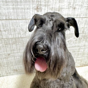 ミニチュアシュナウザー【大分県・男の子・2024年10月27日・ブラック】の写真「両親チャンピオンの良血統♪」