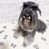 ミニチュアシュナウザー【大分県・男の子・2025年2月20日・ソルト&ペッパー】の写真3