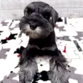 ミニチュアシュナウザー【大分県・男の子・2025年2月20日・ソルト&ペッパー】の写真4