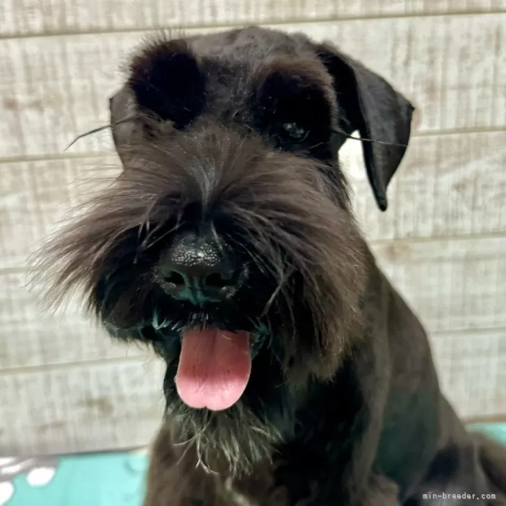 ID:2410-01624の子犬