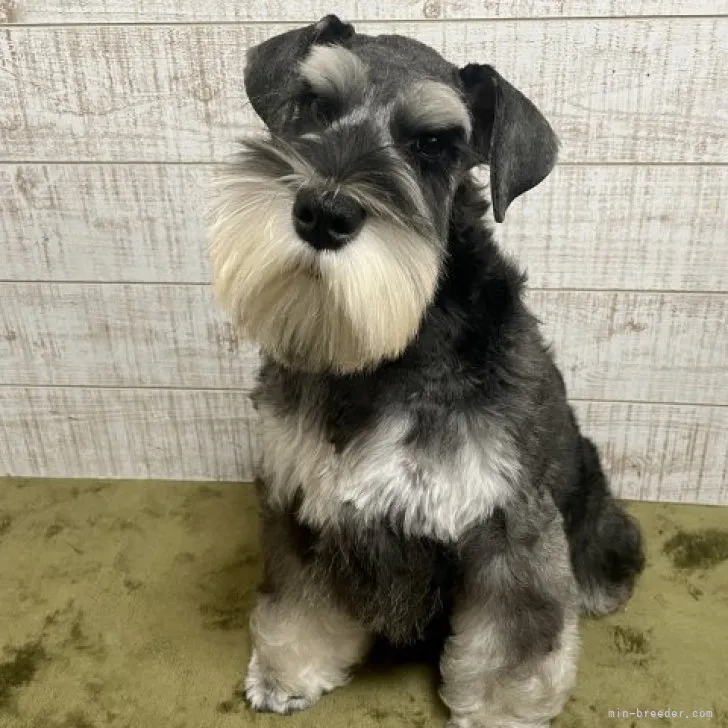 ID：2304-05086の子犬