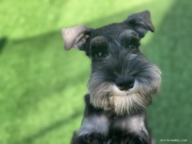 ID:2203-03305の子犬