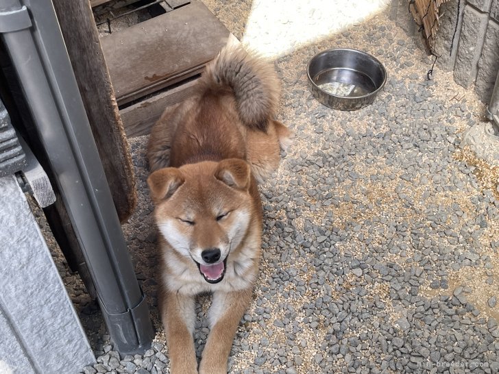 曽我部　健二(そがべ　けんじ)ブリーダー(香川県・柴犬・日本犬保存会登録)の紹介写真3
