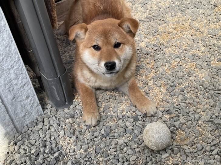 曽我部　健二(そがべ　けんじ)ブリーダー(香川県・柴犬・日本犬保存会登録)の紹介写真4