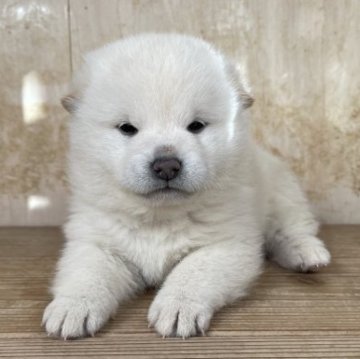 柴犬(標準サイズ)【香川県・女の子・2023年11月5日・白】の写真「シロクマの妖精の様な女の子ですが柴犬です。」