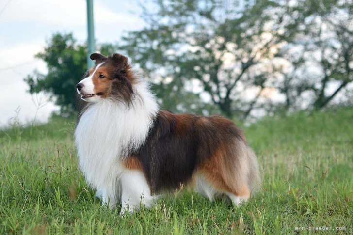 当犬舎より初のグランドチャンピオン犬です。｜山本　安喜子(やまもと　あきこ)ブリーダー(静岡県・シェットランドシープドッグ・JCC登録)の紹介写真2