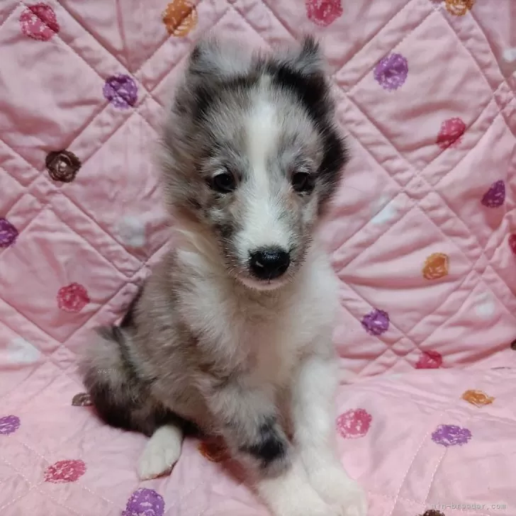 ルアナ 様のお迎えした子犬