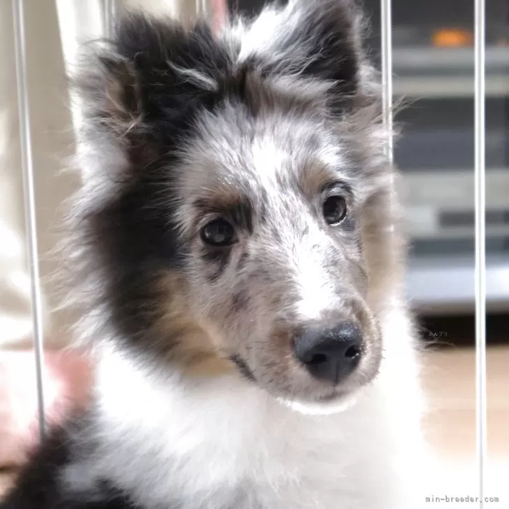 ID:2502-03085の子犬