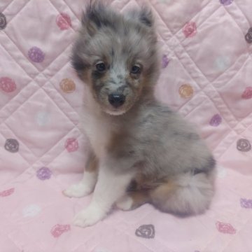 シェットランドシープドッグ【静岡県・男の子・2024年12月15日・ブルーマール】の写真「小さ目な男の子です。」