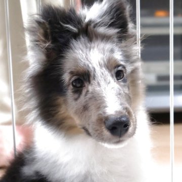 シェットランドシープドッグ【静岡県・男の子・2024年12月15日・ブルーマール】の写真「小さ目な男の子です。」