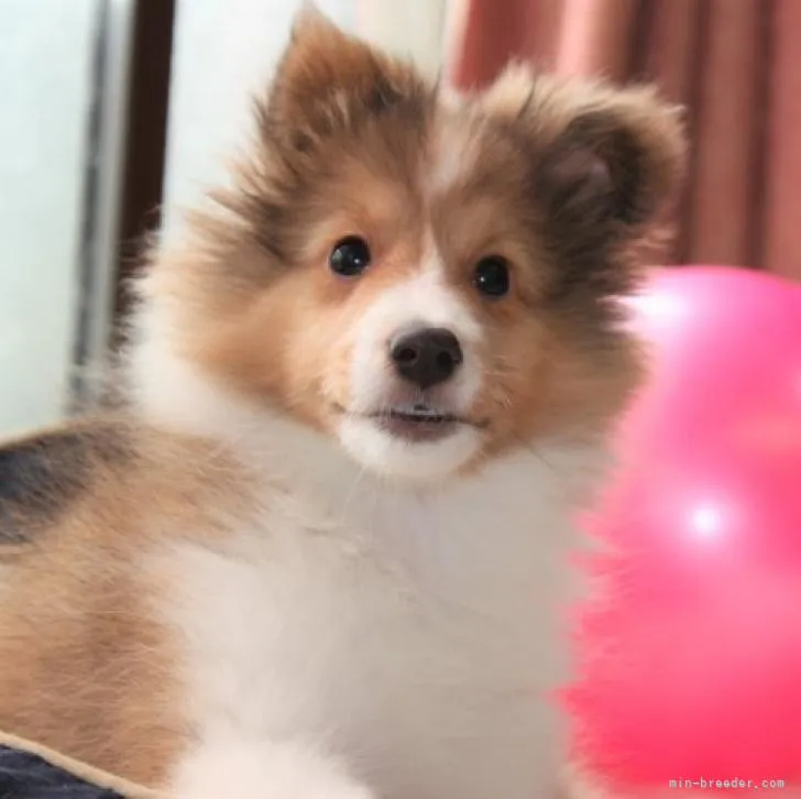 ID：2210-00276の子犬