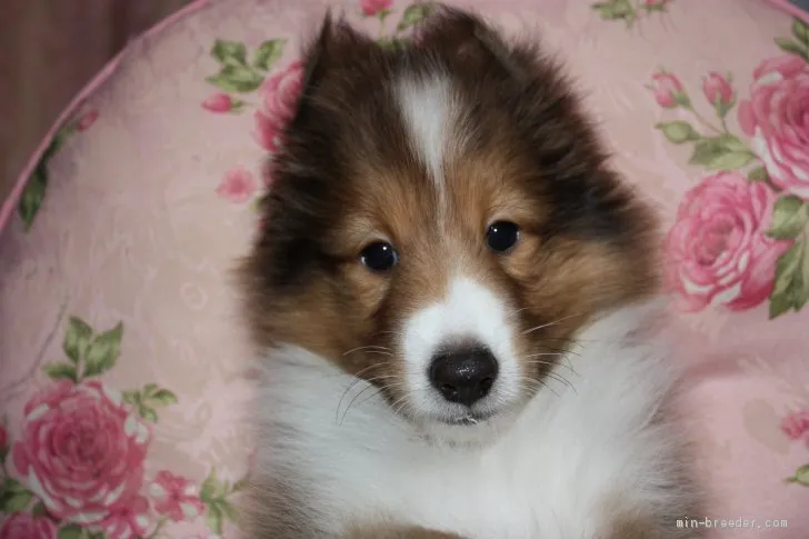 S.H 様のお迎えした子犬