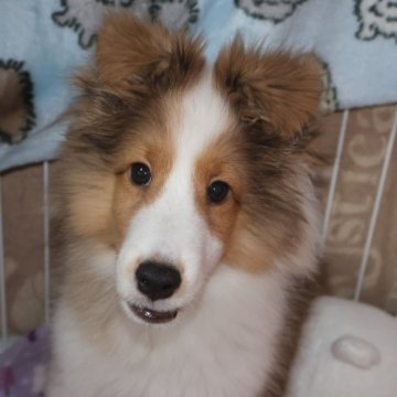 シェットランドシープドッグ【静岡県・男の子・2024年7月6日・セーブル】の写真「フルカラーの陽気な男の子です」