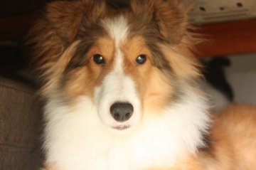 シェットランドシープドッグ【静岡県・男の子・2021年1月14日・セーブル】の写真「小さいけど運動能力抜群の子です。」