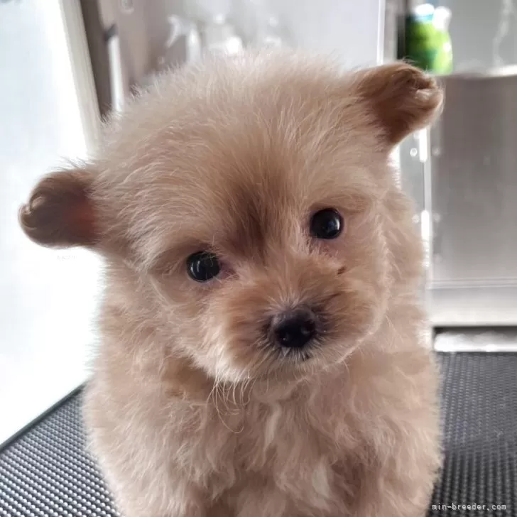 ID:2508-02502の子犬
