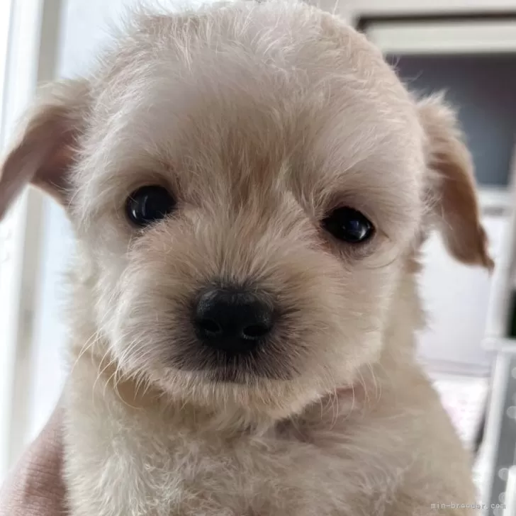 ID：2508-02250の子犬