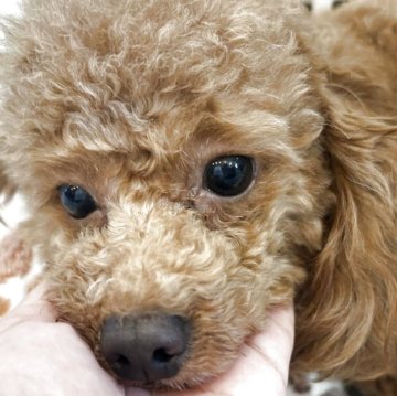 トイプードル(タイニー)【愛媛県・男の子・2024年3月24日・レッド】の写真「とにかく超甘えん坊」