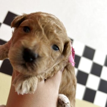 ビションプー(トイプードル×ビションフリーゼ)【愛媛県・女の子・2025年11月11日・レッド/ホワイト】の写真「よちよち元気な女の子♪」