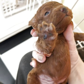 トイプードル(タイニー)【愛媛県・男の子・2025年10月24日・レッド】の写真「毛色濃いめのベビーです♪仮名前【リンくん】」