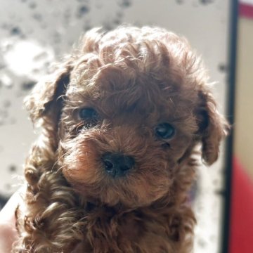 愛媛県のトイプードルの子犬を探す｜ブリーダー直販の子犬販売