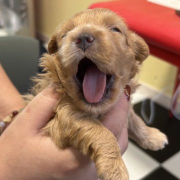 マルプー(トイプードル×マルチーズ)【愛媛県・男の子・2025年6月30日・レッド】の写真「首の下に白い毛が生えてるところ」