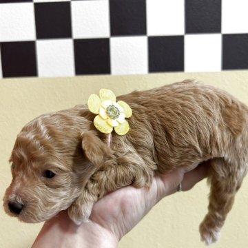 ビションプー(トイプードル×ビションフリーゼ)【愛媛県・男の子・2025年11月11日・レッド/ホワイト】の写真「お色きれいなアプリコット予想です♪」