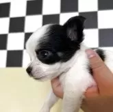 チワワ(ロング)