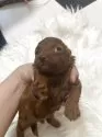 タイニープードル【愛媛県・男の子・2025年10月24日・レッド】の写真2