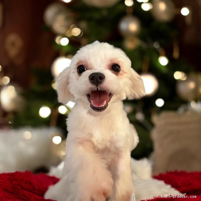 マルチーズ【・女の子・2024年4月30日・ホワイト】