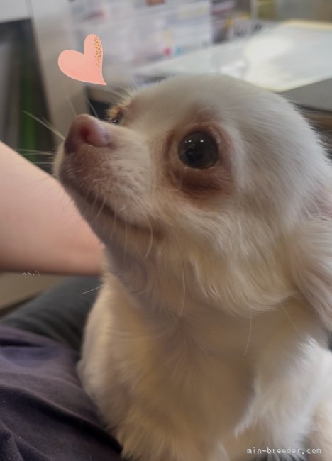 チワワ(ロング)【・女の子・2024年3月6日・クリーム】