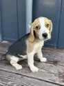 ビーグル【山口県・男の子・2025年5月20日・トライ】の写真7
