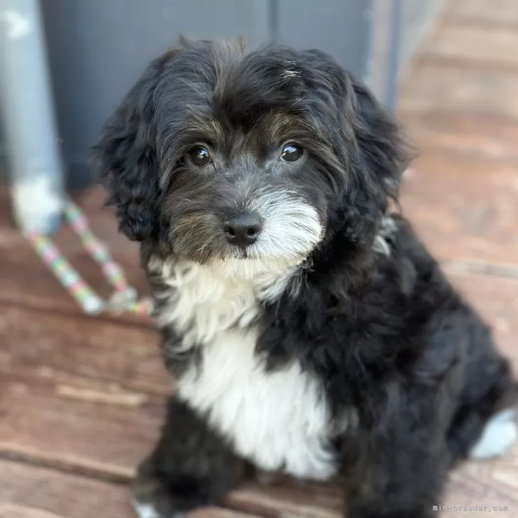 ID:2502-02574の子犬