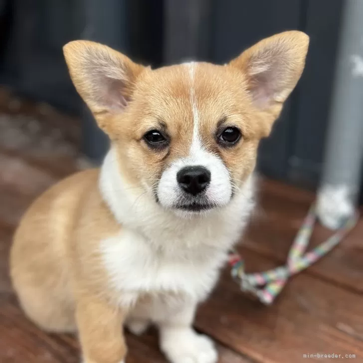 ミックス(チワワ×コーギー)【山口県・男の子・2024年10月14日・レッド&amp;ホワイト】の写真1