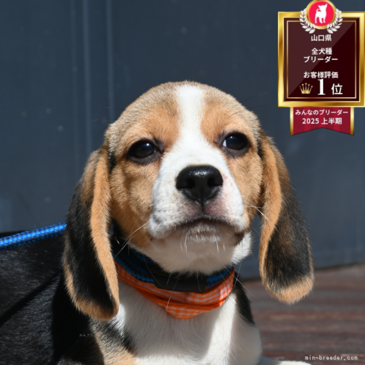 ブリーダー画像