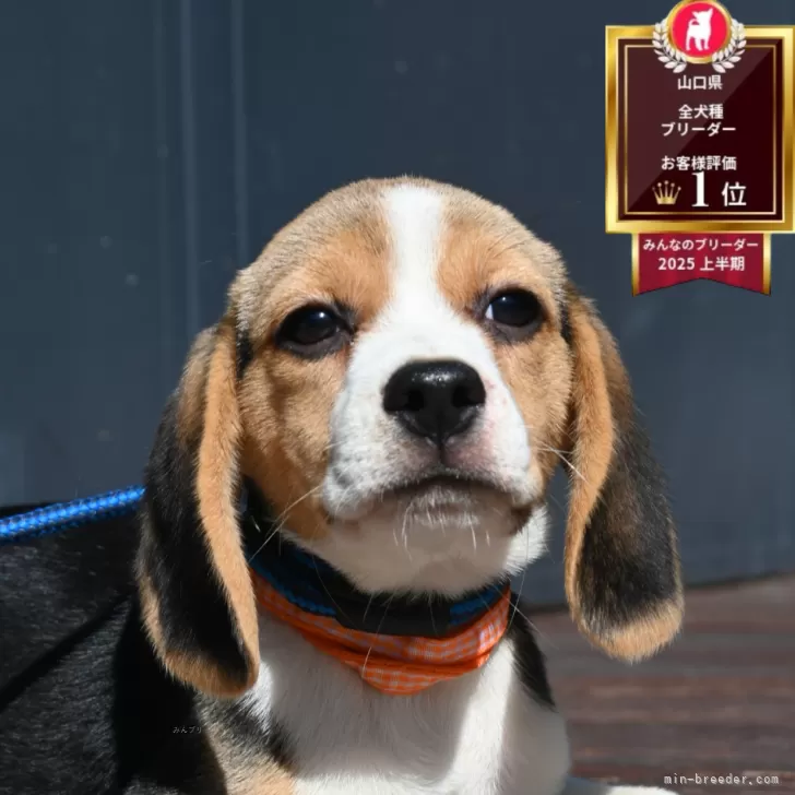 ビーグル【山口県・女の子・2025年8月4日・トライ】の写真1
