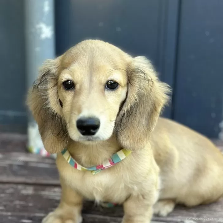 ID：2507-05211の子犬