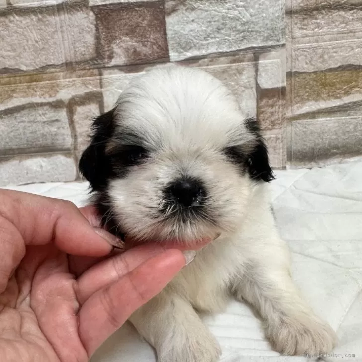 ID:2505-03069の子犬