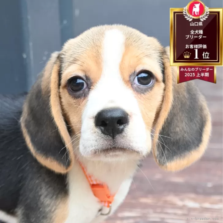 ビーグル【山口県・女の子・2025年8月4日・トライ】の写真1