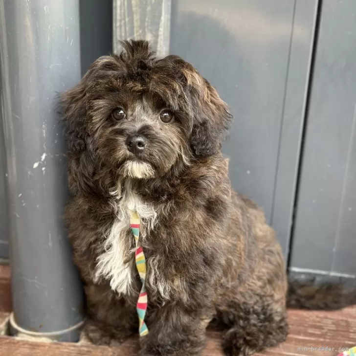 youchos 様のお迎えした子犬