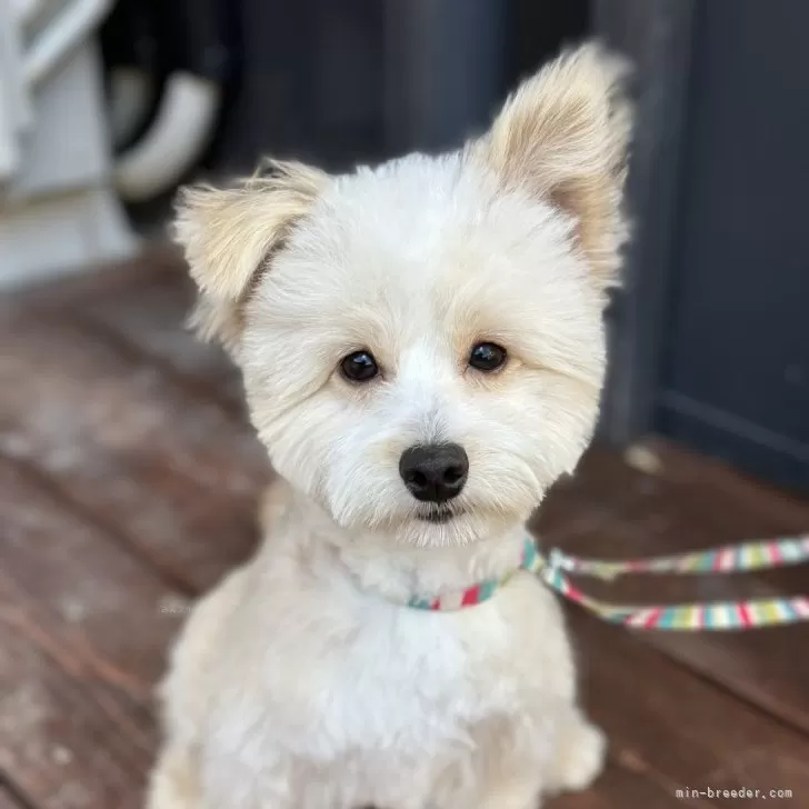 ID：2409-01407の子犬