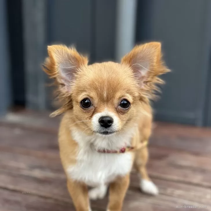 ID:2410-04617の子犬