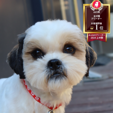 シーズー【山口県・男の子・2024年7月16日・ホワイト&ゴールド】の写真「甘えん坊男の子」