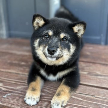 柴犬(豆柴)【山口県・女の子・2024年11月28日・黒】の写真「コロコロしてます」