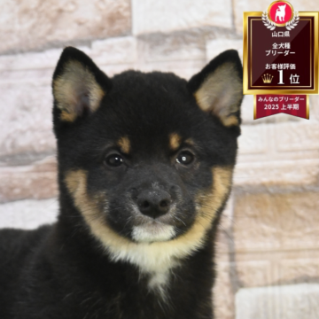 柴犬(豆柴)【山口県・男の子・2025年8月26日・黒】の写真「兄弟で遊んでます」