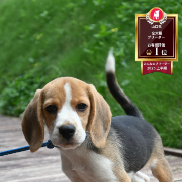 ビーグル【山口県・女の子・2025年7月6日・ブラックタン&ホワイト】の写真「兄妹と遊んで犬慣れトレーニング中！」