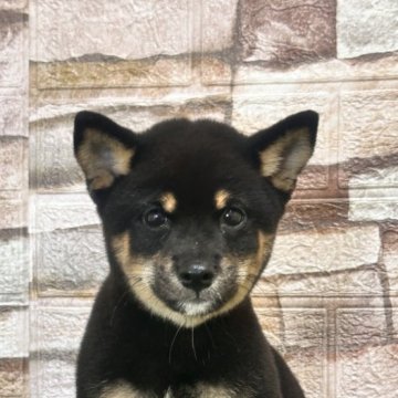 柴犬(豆柴)【山口県・男の子・2025年6月4日・黒】の写真「むくむくしてます⭐︎」