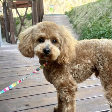 トイプードル(トイ)【山口県・男の子・2023年12月2日・クリーム】の写真「兄妹でよく遊んでます♪」