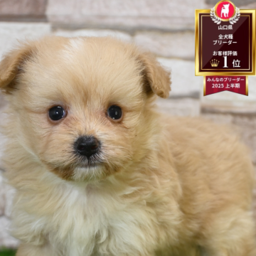 ポメプー(ポメラニアン×トイプードル)【山口県・男の子・2025年9月14日・クリーム&ホワイト】の写真「兄妹で良く遊びます」