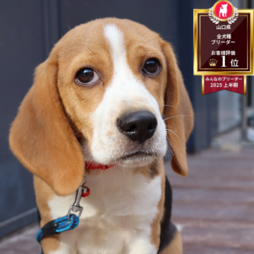 ビーグル【山口県・男の子・2025年7月6日・トライカラー】の写真「兄妹と遊んで犬慣れトレーニング中！」