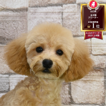 トイプードル(トイ)【山口県・男の子・2025年7月6日・クリーム】の写真「カメラ目線が上手です」